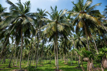 在亚洲椰子种植园