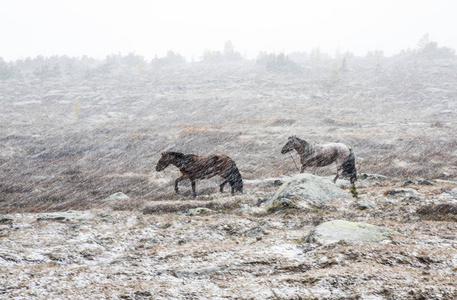 在暴风雪的草原上的蒙古马照片