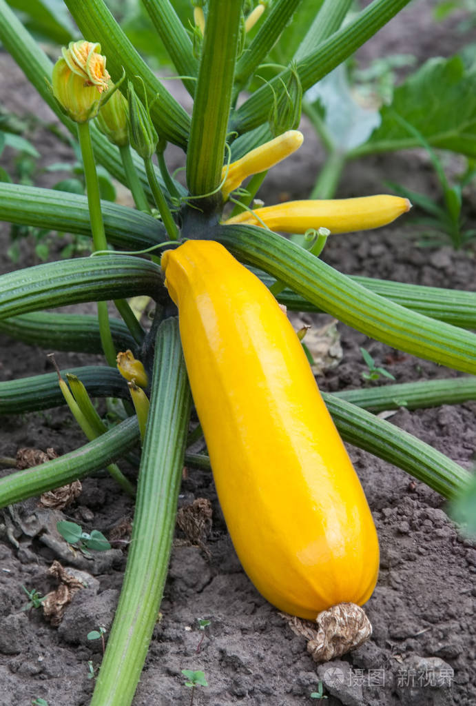 在花园里种植的黄色西葫芦