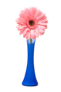 粉色非洲菊蓝色花瓶里的花