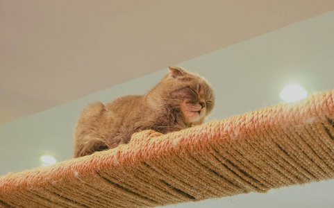 苏格兰折耳猫猫图片