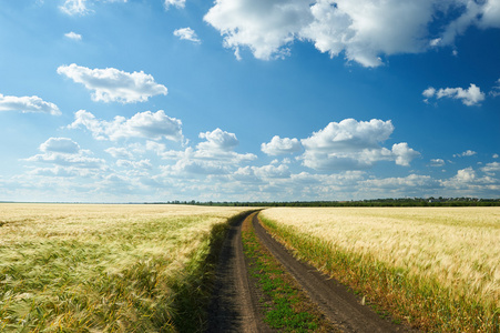 肮脏的路面上小麦场夏日风景