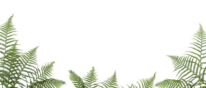 蕨类植物边框图片 蕨类植物边框素材 蕨类植物边框插画 摄图新视界