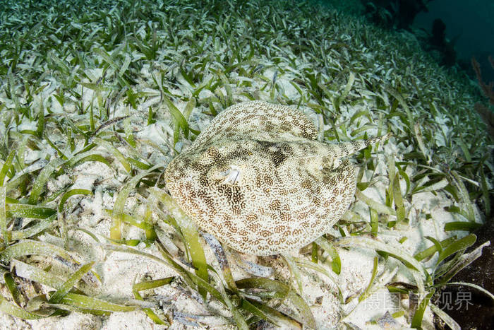 在海草的黄貂鱼游泳