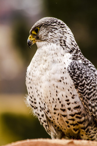 在冬天设置银 Gerfalcon