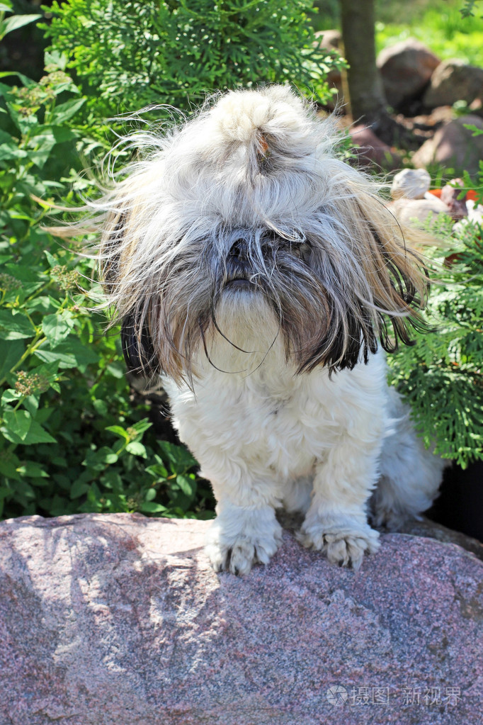 好奇的狗屎动物园狗