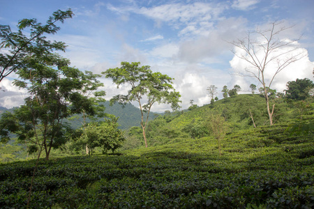 大吉岭印度茶园