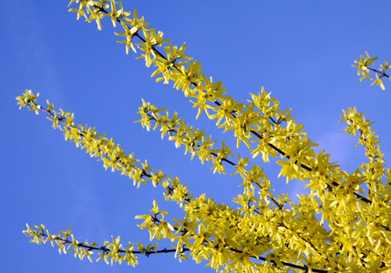 黄色的连翘布什在春天的花朵