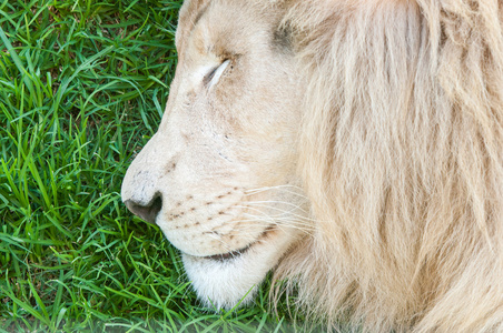 白狮子睡觉的特写镜头