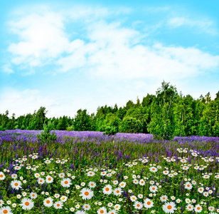 洋甘菊字段照片
