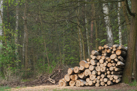 堆在森林中的木材
