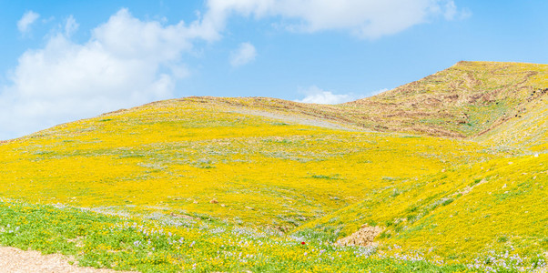 春天在山地荒漠