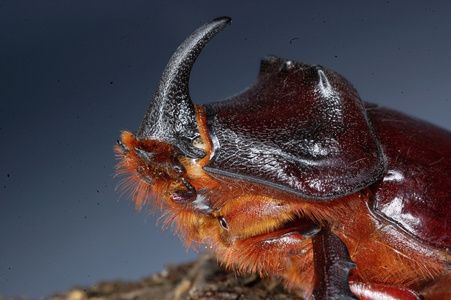 欧洲的犀牛甲虫