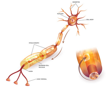 神经细胞髓鞘形成