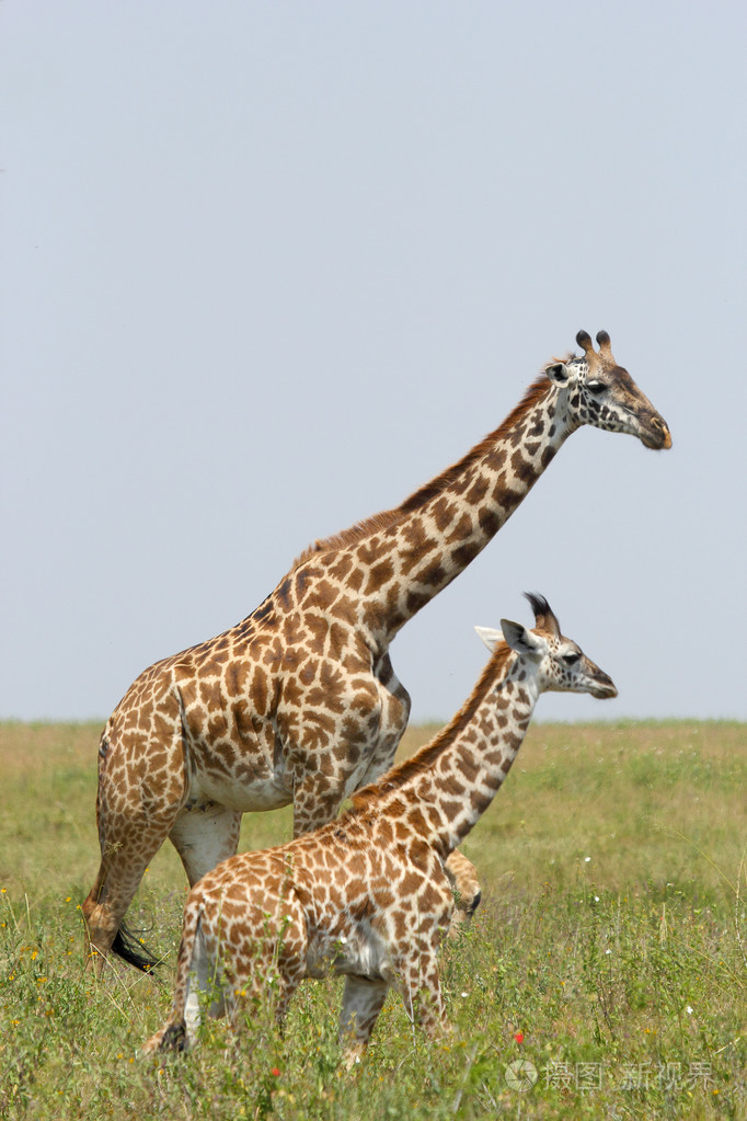 年轻长颈鹿与母亲