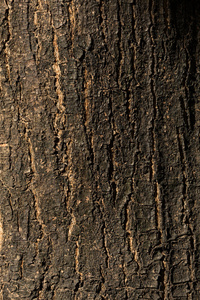 枯树树皮纹理背景特写图片