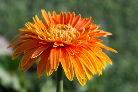 橙色非洲菊花卉在园林 特写图像