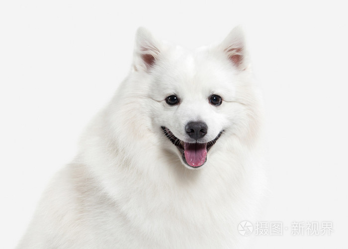 狗 日本白 施皮茨在白色背景上照片 正版商用图片0c1ur5 摄图新视界 狗 日本白 施皮茨在白色背景上照片 正版商用图片0c1ur5 摄图新视界