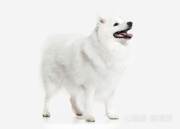狗 日本白 施皮茨在白色背景上照片 正版商用图片0c1uyo 摄图新视界