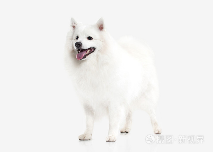狗 日本白 施皮茨在白色背景上照片 正版商用图片0c1v9m 摄图新视界 狗 日本白 施皮茨在白色背景上照片 正版商用图片0c1v9m 摄图新视界