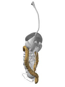 人的结肠器官解剖图片