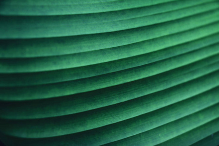 绿色的棕榈叶 香蕉叶背景的抽象条纹的织构