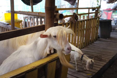 在 Bangnamphung 水上市场农场可爱山羊