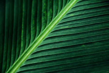绿色的棕榈叶 香蕉叶背景的抽象条纹的织构