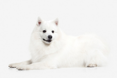 日本白茨狗.日本白  施皮茨在白色背景上照片