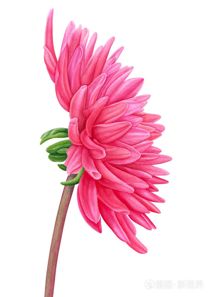 水彩粉色大丽花.植物的艺术.