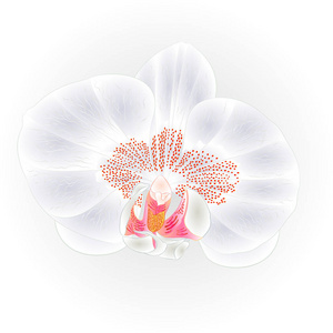 美丽的兰花白热带花卉蝴蝶兰特写孤立复古矢量
