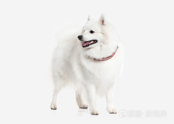 狗 日本白 施皮茨在白色背景上照片 正版商用图片0c1zhf 摄图新视界 狗 日本白 施皮茨在白色背景上照片 正版商用图片0c1zhf 摄图新视界