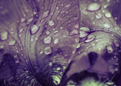 虹膜花瓣与雨滴特写图片