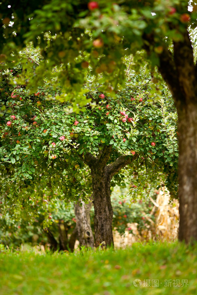 苹果园的树木