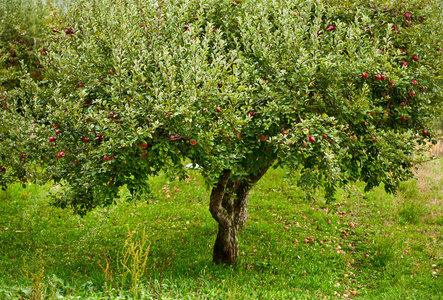 苹果园的树木