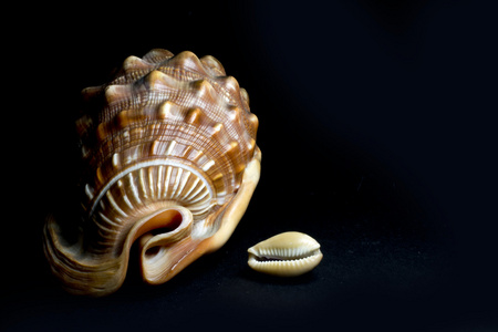 美丽的形状和颜色在黑色背景上的海螺照片