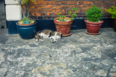 狸花猫睡觉的盆栽植物外面