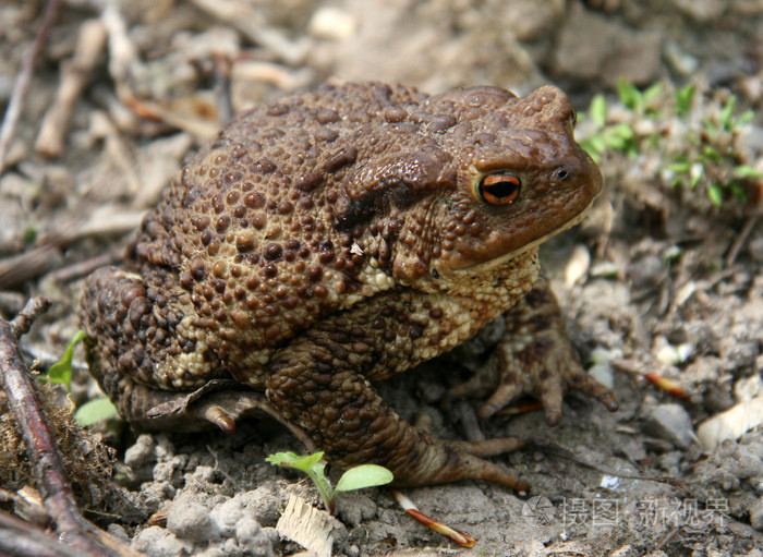 蟾蜍照片-正版商用图片0c25xo-摄图新视界