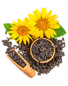 松鼠和葵花籽图片