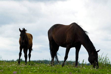 在牧场上的一匹小马驹的育种马