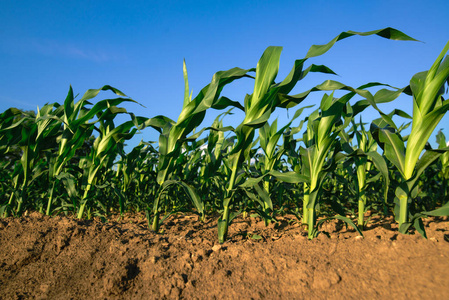 玉米植物栽培农业领域