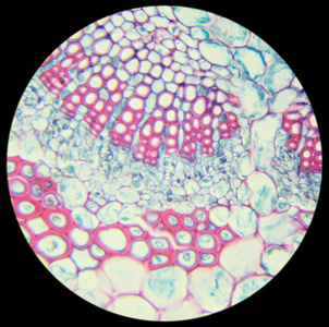 迎春叶的细胞结构图图片