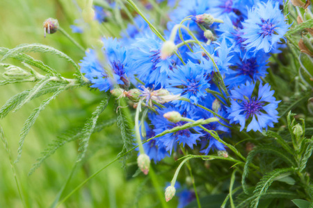 矢车菊的蓝色小花