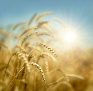 小麦和太阳