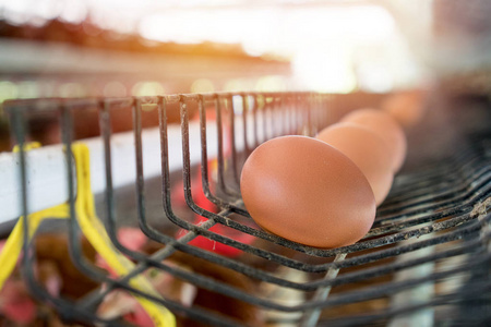 鸡蛋托盘中。鸡鸡蛋和鸡在农场黑色吃的食物
