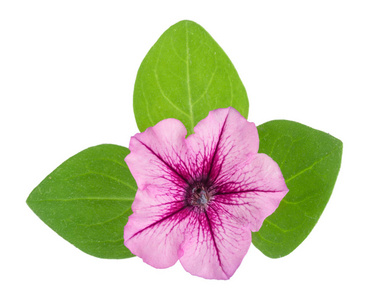 孤立的矮牵牛绽放图片-孤立的矮牵牛绽放素材-孤立的矮牵牛绽放插画