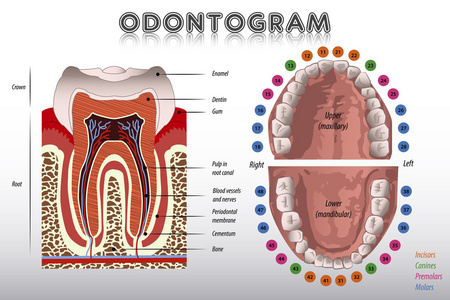 Odontogram。齿图