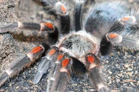 红膝狼蛛Brachypelmaauratum..