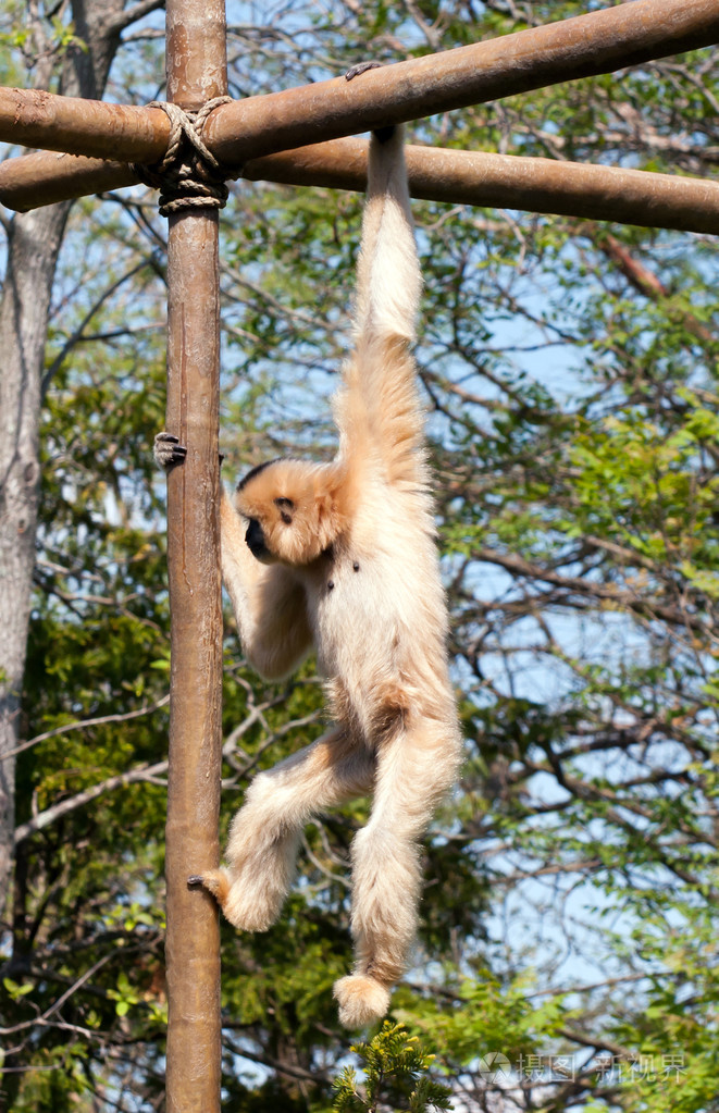 长臂猿