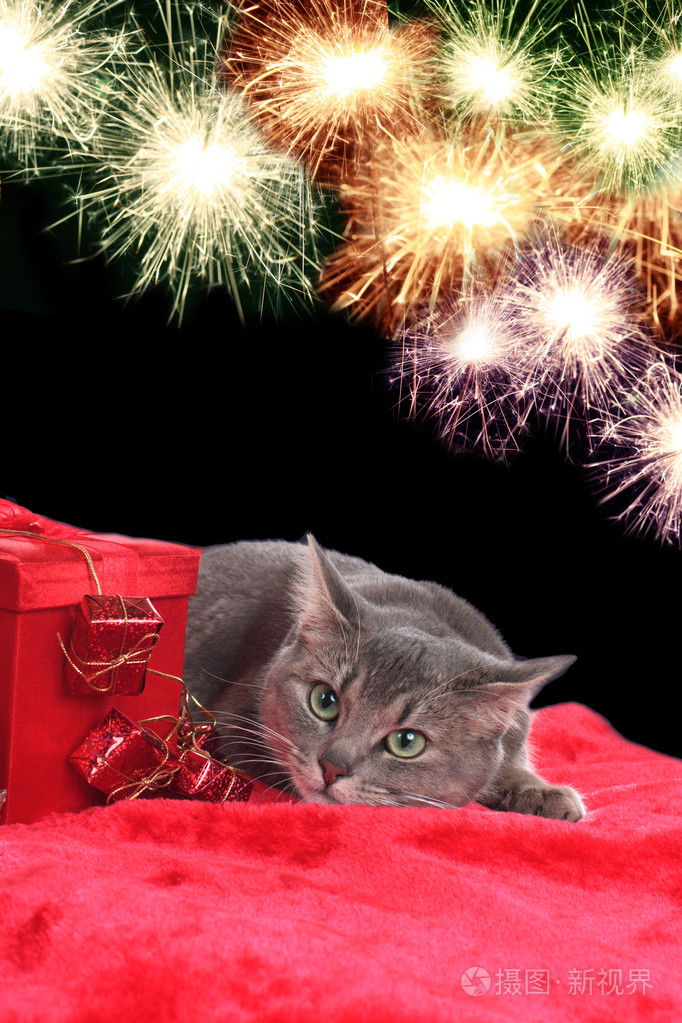 anxiouis猫用烟花